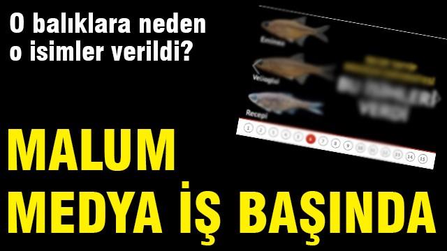 O balıklara neden o isimler verildi?